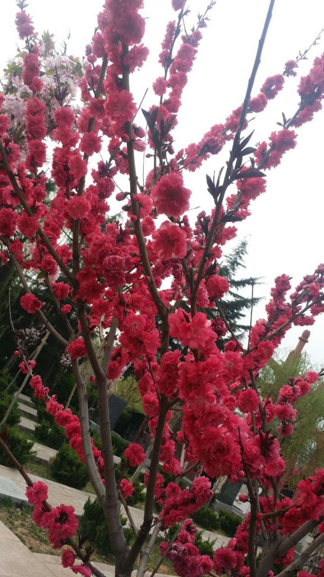 園區(qū)景觀(guān)